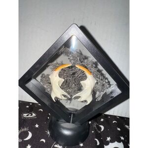Muskrat jaws floating‎ frame taxidermy oddities art